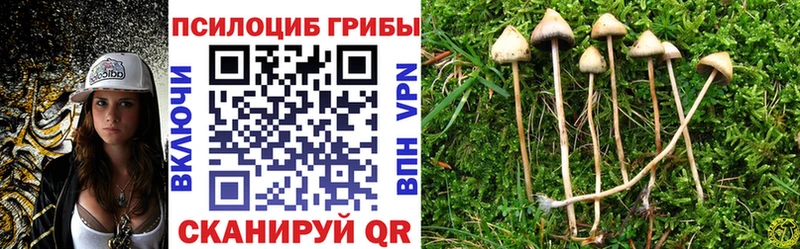 Псилоцибиновые грибы Cubensis Иваново